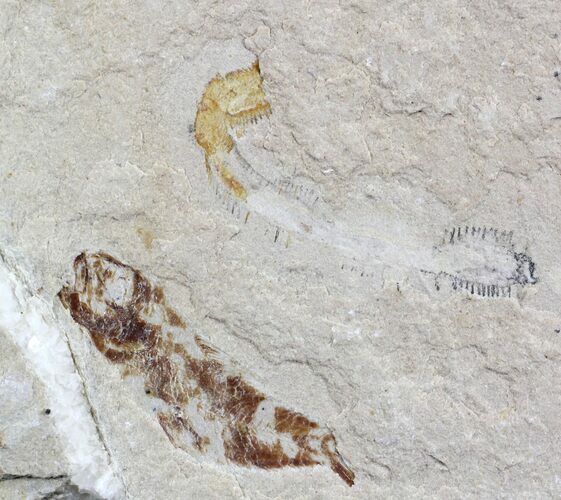 Cretaceous Soft-Bodied Fossil Polychaete Worm & Fish #24124
